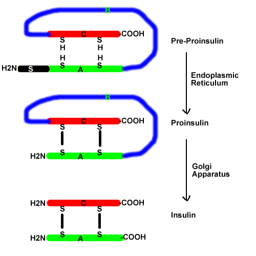 biosynthesis-of-insulin