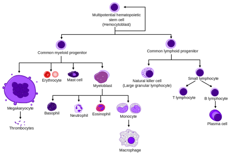 1280px-Hematopoiesis_simple.svg.png