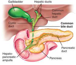 common-bile-duct
