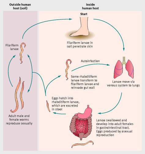 Strongy life cycle